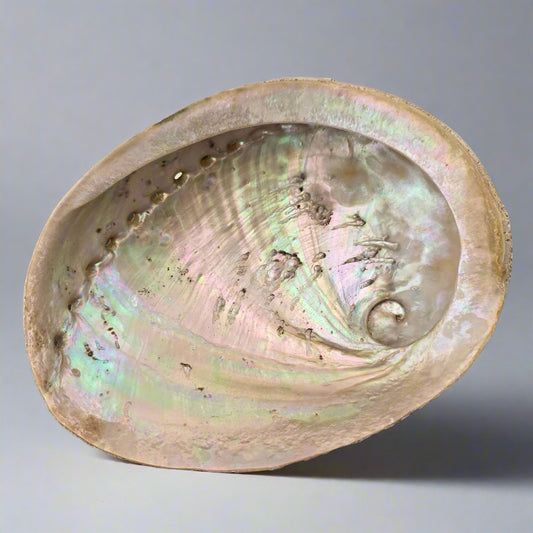 Smudging Abalone Shell