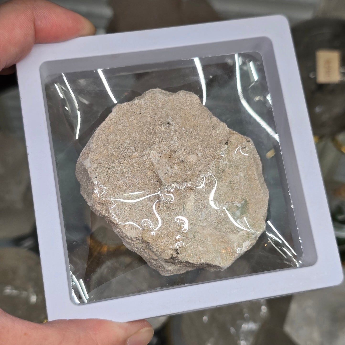 Ancient Predator: Fossilized Otodus Shark Tooth in Matrix #1