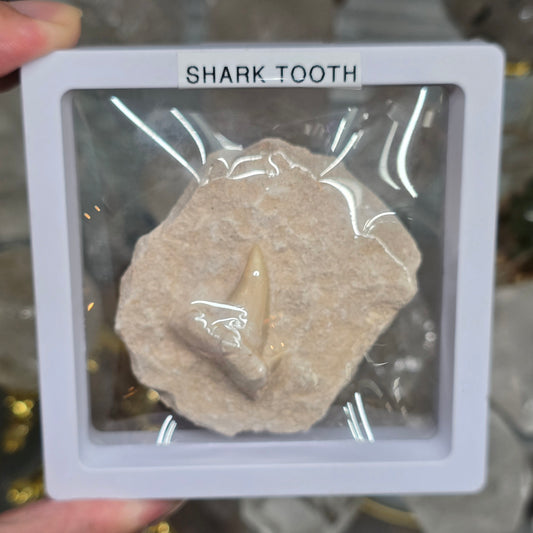 Ancient Predator: Fossilized Otodus Shark Tooth in Matrix #1