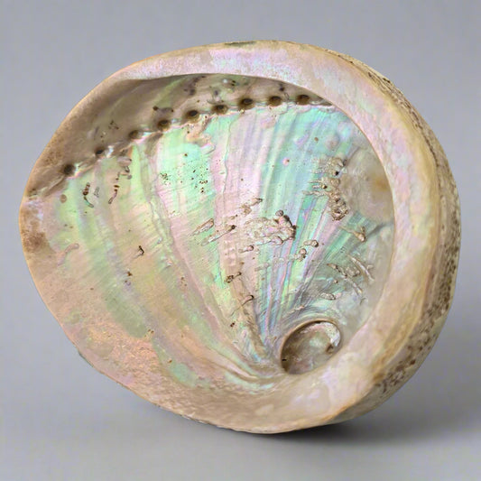 Smudging Abalone Shell