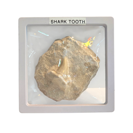 Ancient Predator: Fossilized Otodus Shark Tooth in Matrix #1