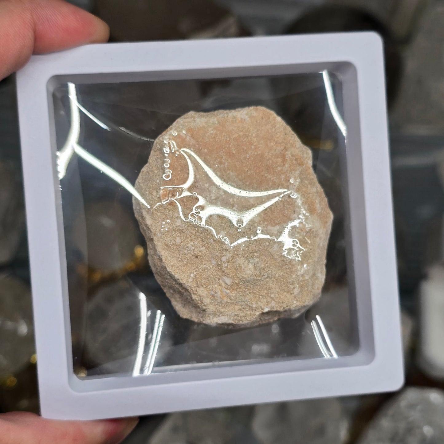 Ancient Predator: Fossilized Otodus Shark Tooth in Matrix #2