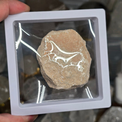 Ancient Predator: Fossilized Otodus Shark Tooth in Matrix #2