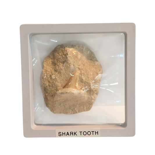Ancient Predator: Fossilized Otodus Shark Tooth in Matrix #2