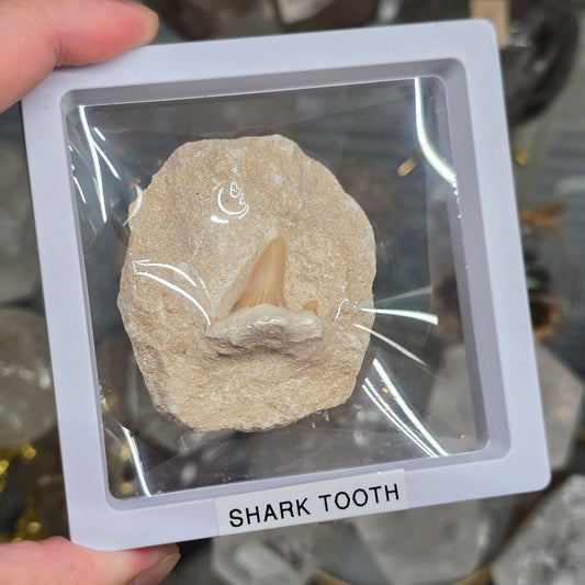 Ancient Predator: Fossilized Otodus Shark Tooth in Matrix #2